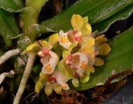Gchls. japonicus